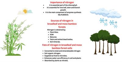 Soil nitrogen dynamics in natural forest ecosystem: a review